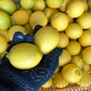 【もりのしずくれもん】只今イエロー　国産レモン