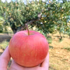 甘酸っぱく大人なりんご《秋陽》
