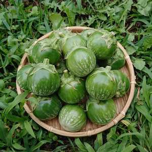 タイナス1.5kg ✽ グリーン茄子 農薬化学肥料不使用