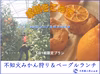 【農業体験】不知火みかん狩り ＆ ベーグルランチ