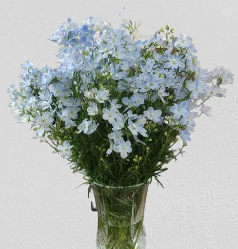 【予約商品】1度で4回楽しめるお花♪仏花にも◎規格外品　デルフィニウム　薄水色　