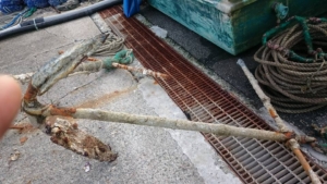 14479764_1851713865062588_1953779813411457384_n