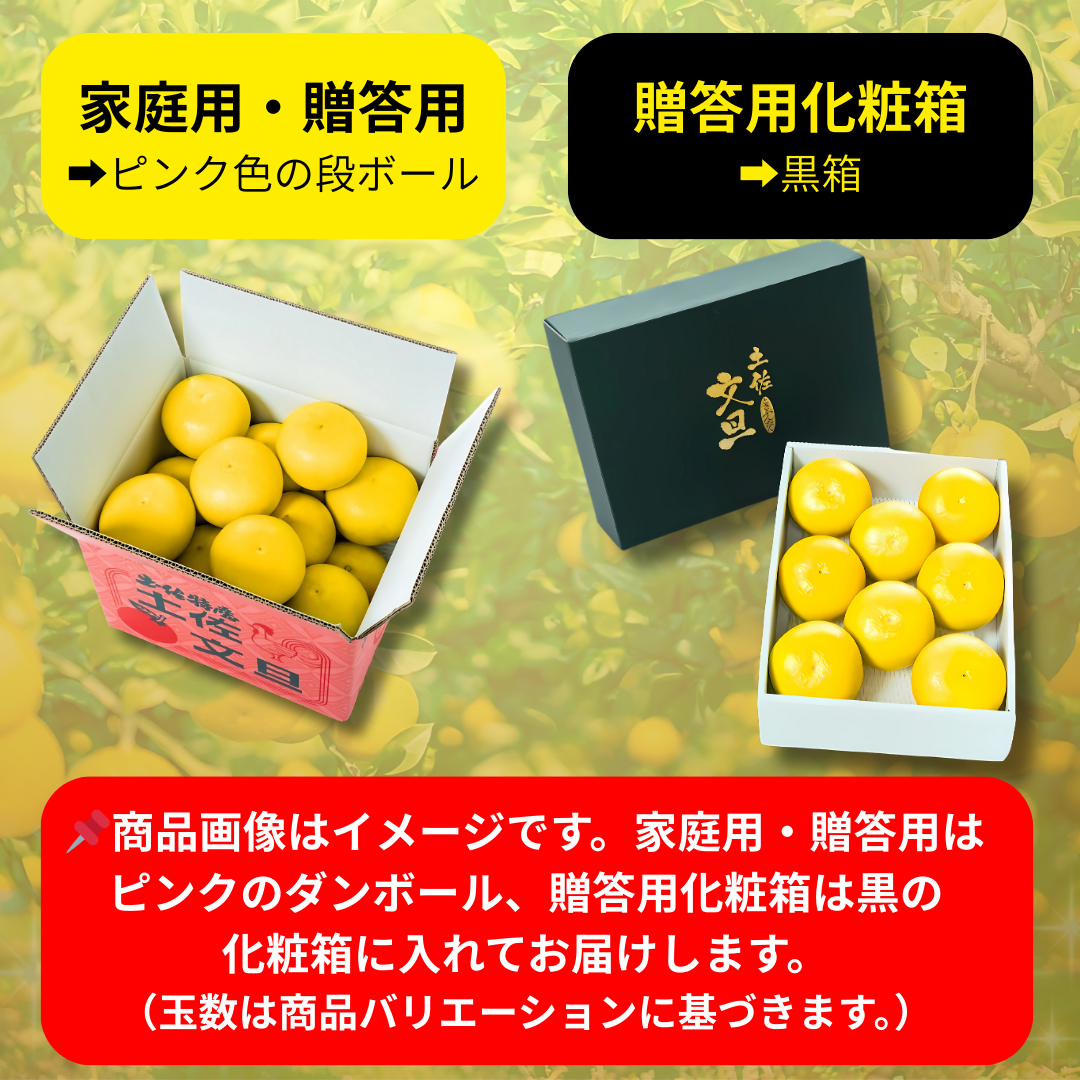 家庭用なのに超特大】700g〜1kg 日本ギフト大賞 土佐文旦 ｜文旦の商品