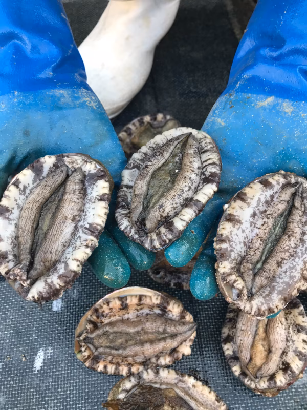 関門海峡産☆天然小ぶり黒アワビ BBQに煮付けにバター焼きにお刺身など