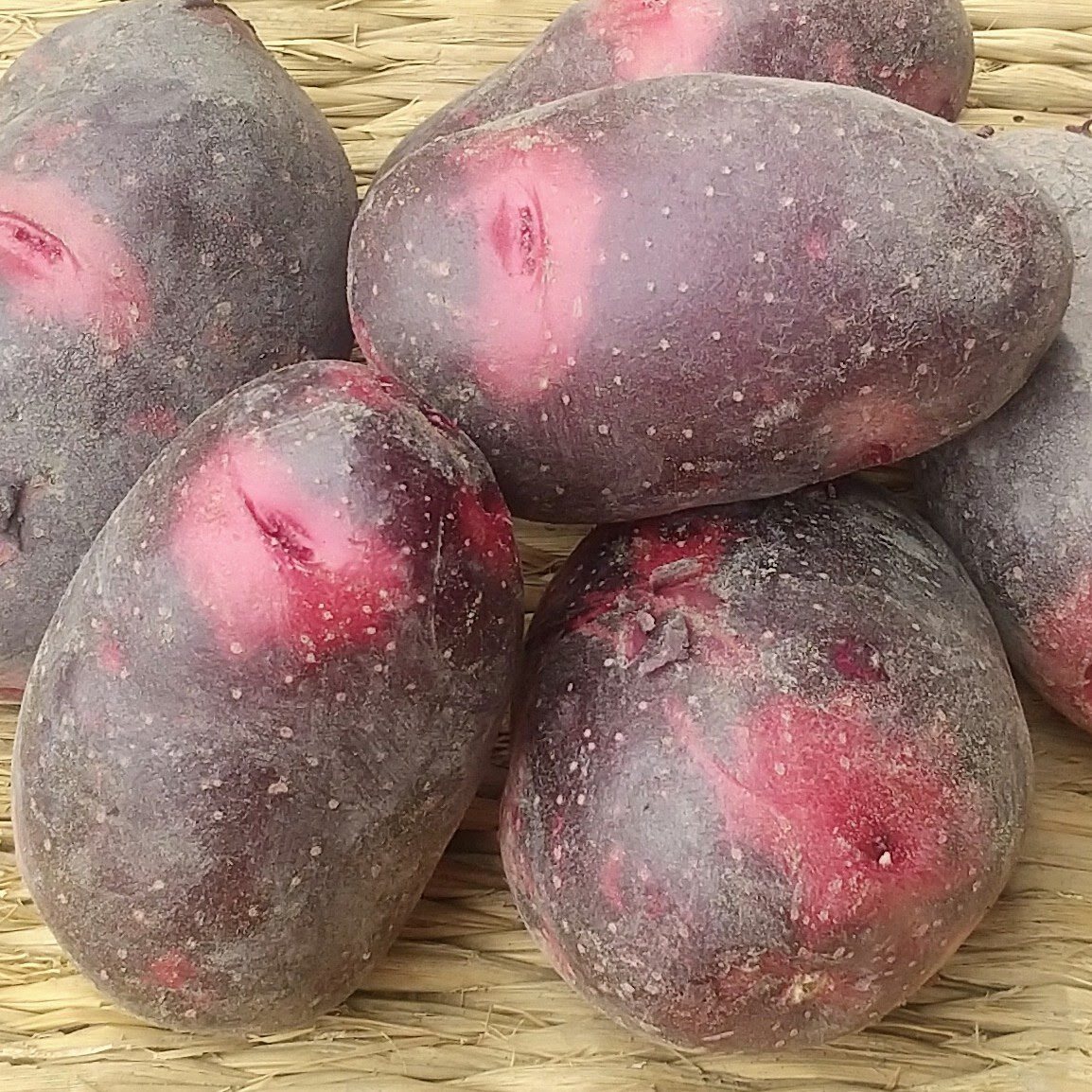グラウンドペチカの産直通販・お取り寄せ商品｜ポケットマルシェ｜産地