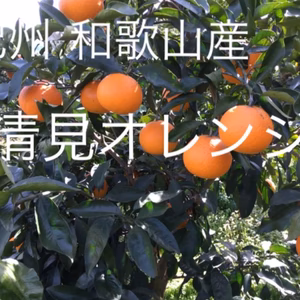 和歌山産　清見オレンジ　小玉　家庭用