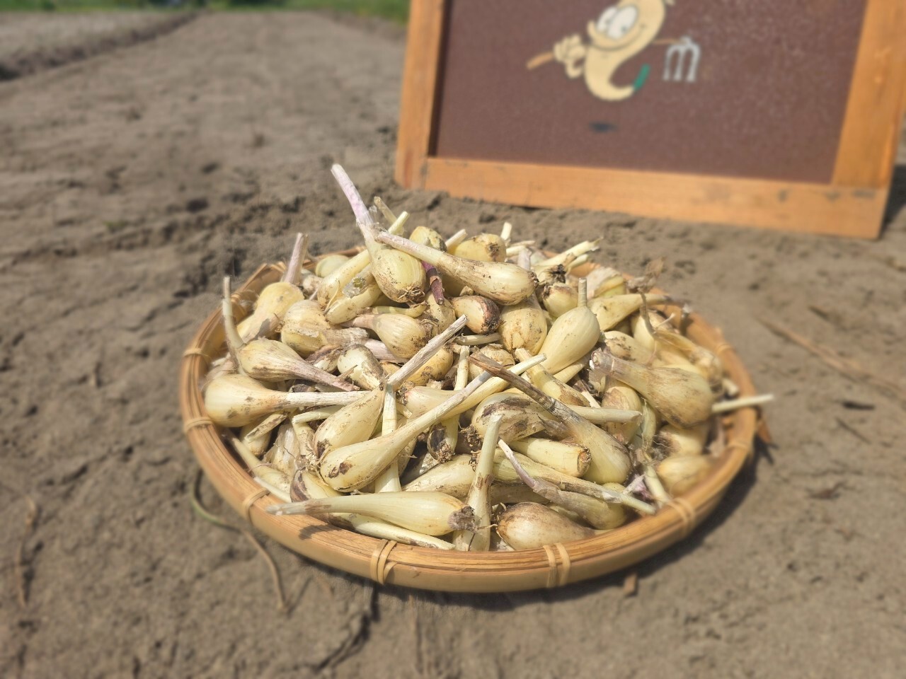 らっきょうの通販・お取り寄せ商品｜野菜｜ポケットマルシェ｜産地直送