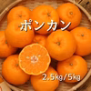 春を呼ぶ味♪ポンカン（サイズいろいろ）