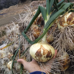 本日限定！あまーい恵セット レタスとキャベツと人参など