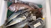 獲れたて直送！　石巻の鮮魚詰め合わせ