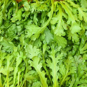 緑の力！香りの力！春菊800ｇ～農薬／化学肥料※不使用