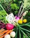 冷蔵便【5月のお試しBOX】渥美半島から旬と彩りの野菜セット