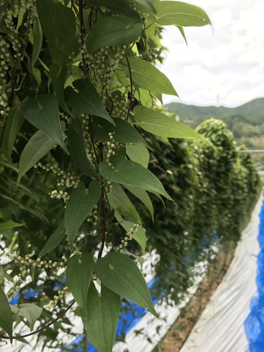 業務用・まとめ買い用】カット自然薯真空パック Lサイズ(2～4本で300g