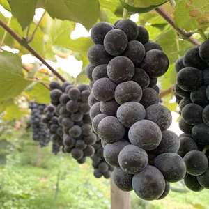 やっぱりぶどうと言えばこれ！キャンベルアーリー詰め合わせ