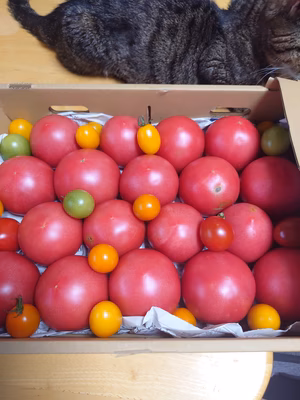 みんなの投稿の画像