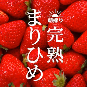 朝採れ、完熟収穫いちご　まりひめ