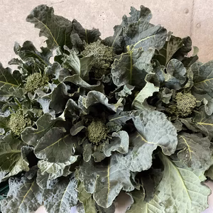 3月発【たくさん食べてください♪】春の茎ブロッコリー（アレッタ）主茎