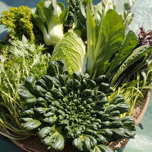 [なゆた農場]冬の葉物野菜ｾｯﾄ※栽培期間中農薬化学肥料動物性肥料不使用