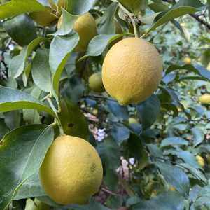 国産有田レモン家庭用5kg混合