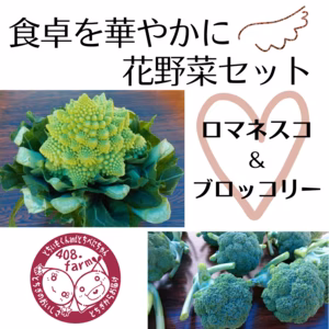 花野菜セット２種（ブロッコリー、ロマネスコ）　カリフラワー　