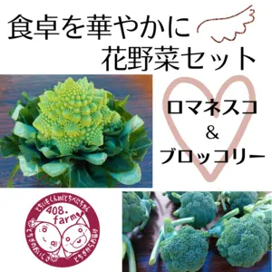 花野菜セット２種（ブロッコリー、ロマネスコ）　カリフラワー　