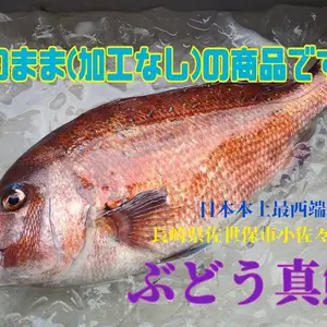 活き〆　丸のまま　日本本土最西端の海で大切に育てた特大真鯛