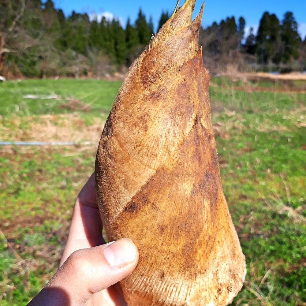 富山県産 旬の タケノコ 1 5kg 自然栽培 無農薬 無肥料 クール便 筍 まめじゃがファーム 農家漁師直送のポケットマルシェ