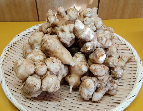 化学肥料、化学農薬を使用せずに栽培したこだわり菊芋(2kg)
