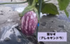 【有機・無農薬・化学肥料不使用】おまかせ旬野菜セット（6～8品）