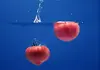 【大玉フルーツトマト】大島トマト(糖度8-9度) バラ箱詰め 2kg