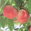 【約2kg・6～8玉】７月収穫の桃１箱・山梨県南アルプス桃園産