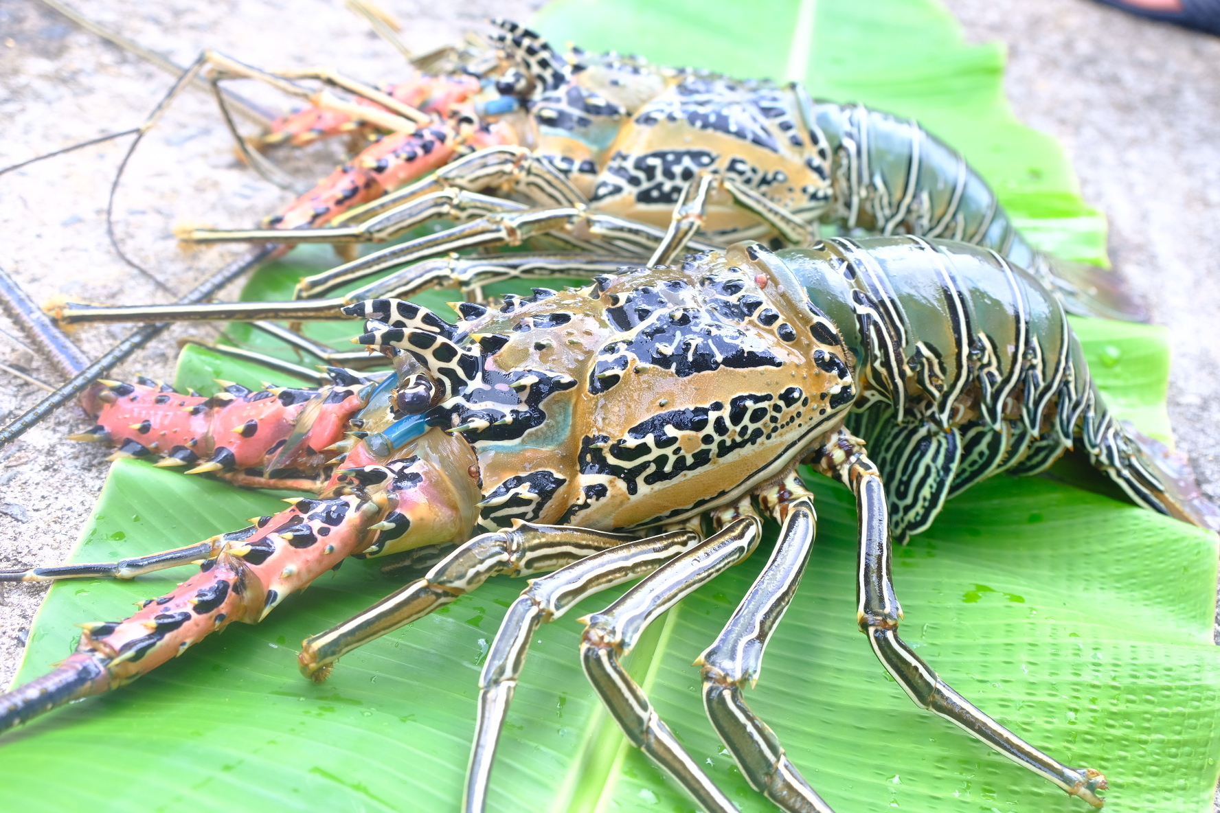 希少価値の高い ゴシキエビ 獲れました 1 3kg 農家漁師から産地直送の通販 ポケットマルシェ