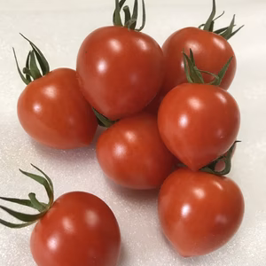 1kgちっちゃいプレミアム「トマトベリー」