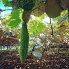 香りが違う！キウイ畑のゴーヤーたち♡