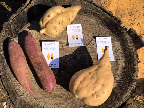 サツマイモ食べ比べセット