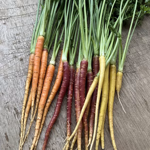 【数量限定】爽やかな香りのカラフル人参菜