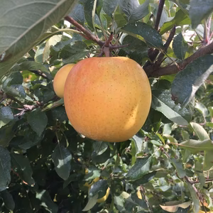 かぐや姫印　特別栽培完熟トキ　Mサイズ10ｋｇ