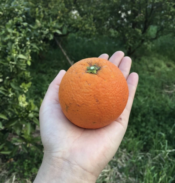 『福原オレンジ』日本生まれのオレンジ！