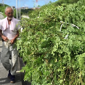 【自然栽培】モリンガファームさんご園芸の農産物セット