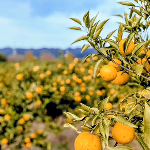 じゃばら　邪払　幻の果実