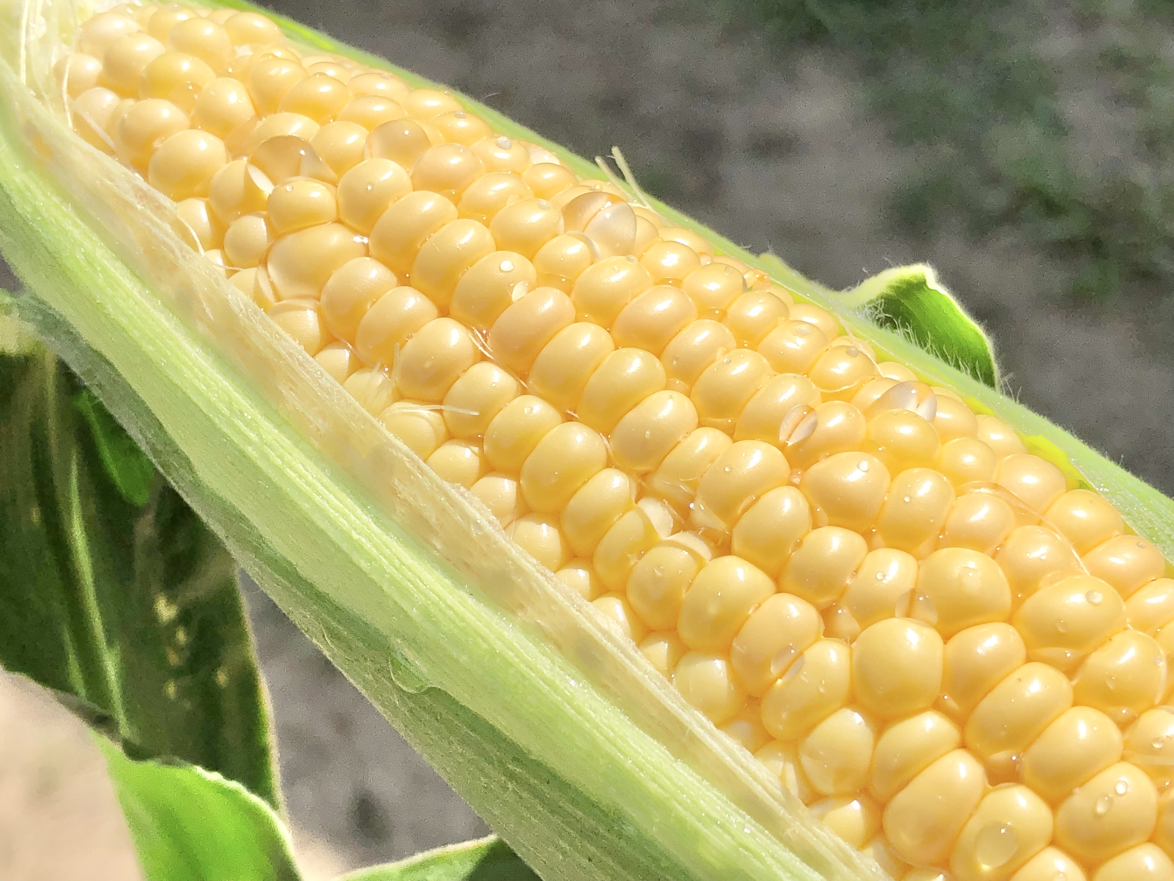 生でそのまま溢れる果汁 フルーツコーン 極甘 糖もろこし 農家漁師から産地直送の通販 ポケットマルシェ