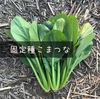【自然栽培】固定種 丸葉こまつな♪ 農薬肥料不使用｜小松菜｜コマツナ｜スムージー