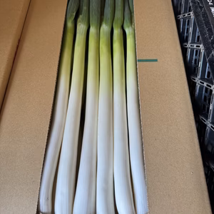 シャキシャキ甘い　長ネギ【夏扇パワー】2L 30本