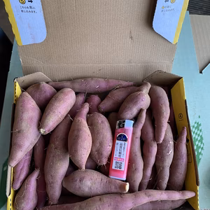 【5箱限定】わんこのおやつ‼️ 【紅あずま】5キロ