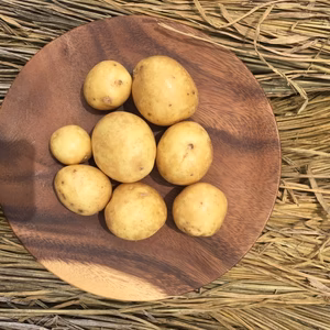 不揃いのじゃが達（品種名とうや）