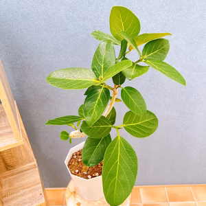 【在庫販売】　フィカス　ゴムの木　ベンガレンシス　曲がり　フィカスベンガレンシス