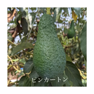国産アボカド（ピンカートン）×2～3玉