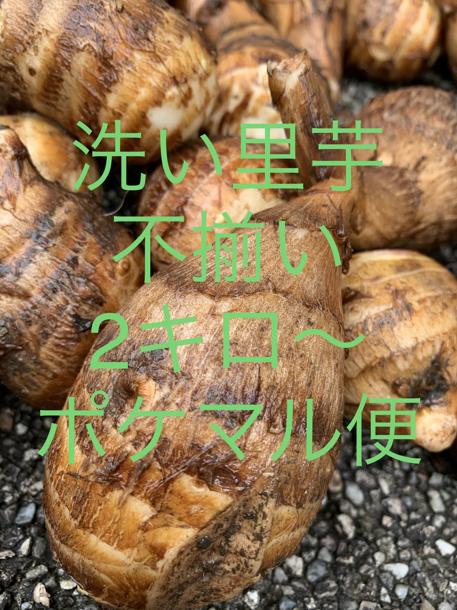 千葉県産セレベス1.2kg農薬不使用 - 野菜