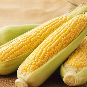 【6月中旬発送】とうもろこしゴールドラッシュ 2Lサイズ10本入