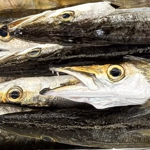 獲れ次第発送‼️今が旬の鮮魚！カマス(ヤマトカマス)1kg！